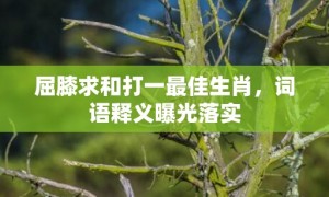 屈膝求和打一最佳生肖，词语释义曝光落实