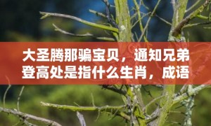 大圣腾那骗宝贝，通知兄弟登高处是指什么生肖，成语落实解释释义