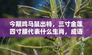 今期鸡马鼠出特，三寸金莲四寸腰代表什么生肖，成语解释落实