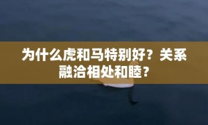 为什么虎和马特别好？关系融洽相处和睦？