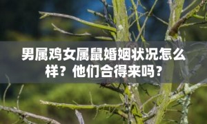 男属鸡女属鼠婚姻状况怎么样？他们合得来吗？