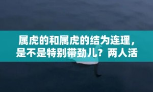 属虎的和属虎的结为连理，是不是特别带劲儿？两人活力满满，会不会超幸福？