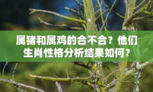 属猪和属鸡的合不合？他们生肖性格分析结果如何？