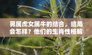 男属虎女属牛的结合，结局会怎样？他们的生肖性格解析是怎么样的？