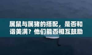 属鼠与属猪的搭配，是否和谐美满？他们能否相互鼓励，共创美好未来？