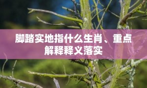 脚踏实地指什么生肖、重点解释释义落实