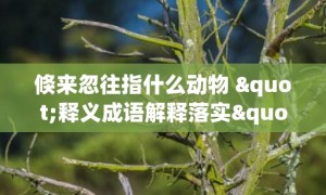 倏来忽往指什么动物 "释义成语解释落实"