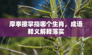 摩拳擦掌指哪个生肖，成语释义解释落实