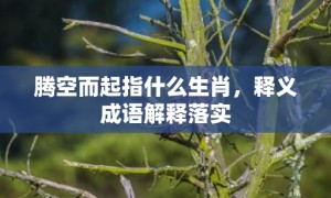 腾空而起指什么生肖，释义成语解释落实