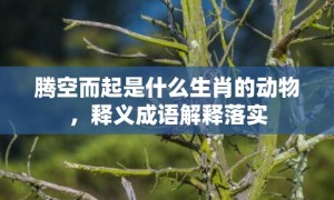 腾空而起是什么生肖的动物，释义成语解释落实