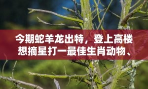 今期蛇羊龙出特，登上高楼想摘星打一最佳生肖动物、释义成语解释落实