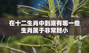 在十二生肖中到底有哪一些生肖属于非常胆小