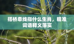 搭桥牵线指什么生肖，精准词语释义落实