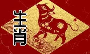 属牛和属猪千万不能在一起 婚姻关系不合吗缩略图