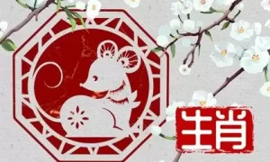 老鼠和猪在2023年结婚好不好 性格怎么样缩略图