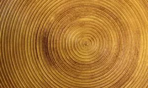 羊宝宝五行缺土起名大全,羊宝宝起名方法缩略图