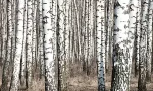 起名字男孩五行缺土有何技巧？男孩起名推荐缩略图