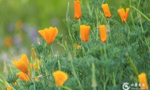 黄历中的勾陈黑道日是什么意思？什么样的八字勾陈得位？缩略图