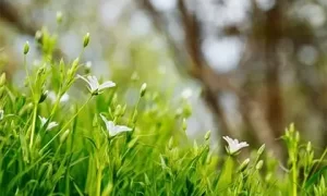 属马宝宝起名字五行缺木,马宝宝取名需要注意什么？缩略图