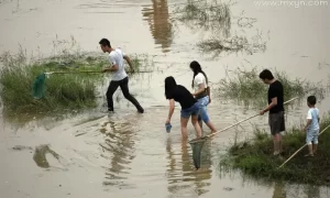 做梦梦见自己喊人抓鱼 梦见自己在河里抓鱼缩略图