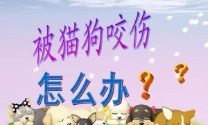 做梦让猫咬了再让狗咬 做梦被一只猫追着咬缩略图