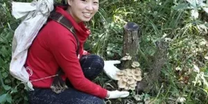 做梦去采蘑菇 梦到下雨天采蘑菇缩略图