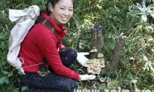 做梦去采蘑菇 梦到下雨天采蘑菇缩略图