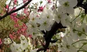 做梦梦见梨花和桃花 做梦梦见梨花和桃花开满树缩略图