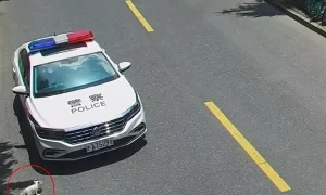 “小狗”跑到警车下乘凉：看起来像熊猫，没想到是“熊猫狐狸”缩略图