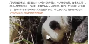 罕见！大熊猫“喝醉”画面被拍到缩略图