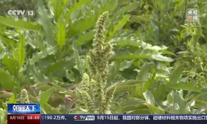 北方秋季花粉过敏原有哪些 如何防护？缩略图