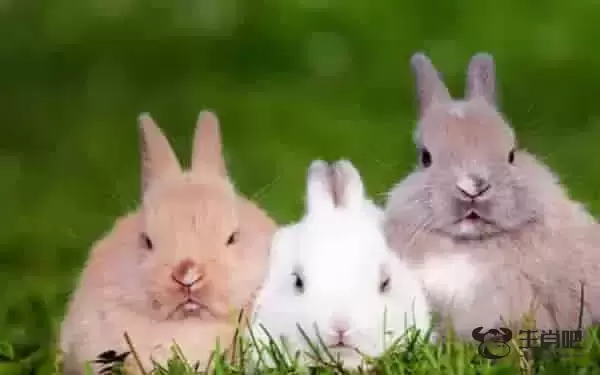 龙凤配是什么生肖 属鼠和属牛最配