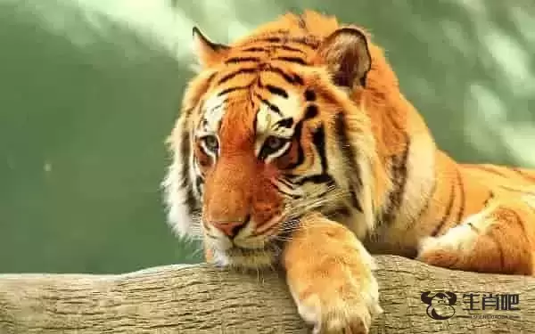 东南西北的生肖有哪些 十二生肖分为四类