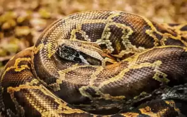 2013年是什么生肖年 蛇年