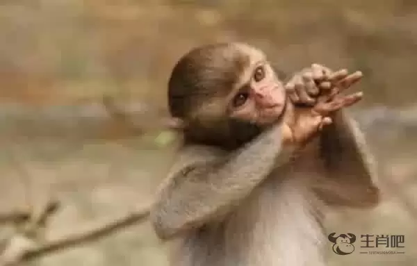 六八年属什么生肖 属土之猴