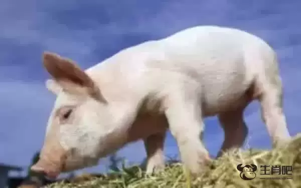 五福临门是哪五福生肖 虎羊鼠猪龙