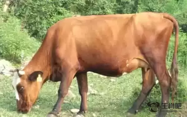 1949年是什么生肖 生肖为牛