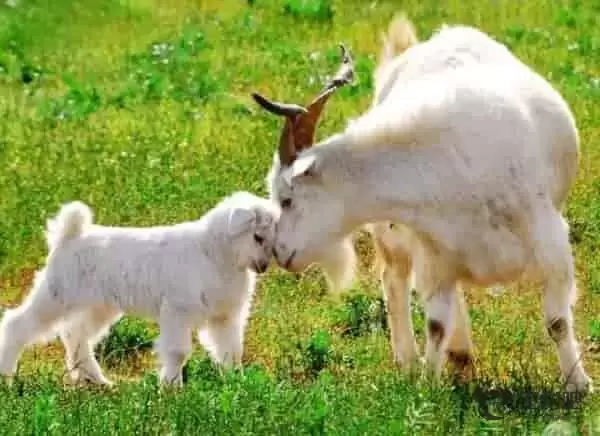 12生肖配对表姻缘查询 十二生肖最配是生肖