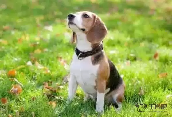 12生肖配对表姻缘查询 十二生肖最配是生肖