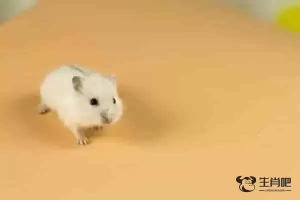 2020年刑太岁的生肖要注意的运势 三个刑太岁生肖