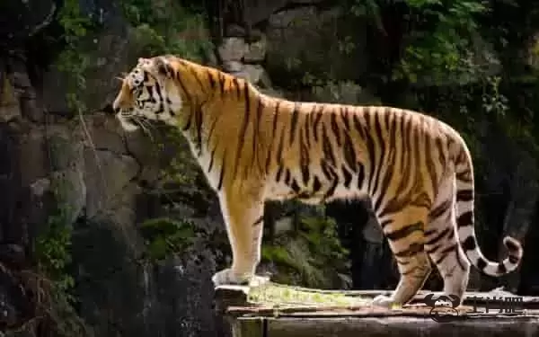 等是什么生肖 生肖虎生肖鸡生肖属狗都有可能