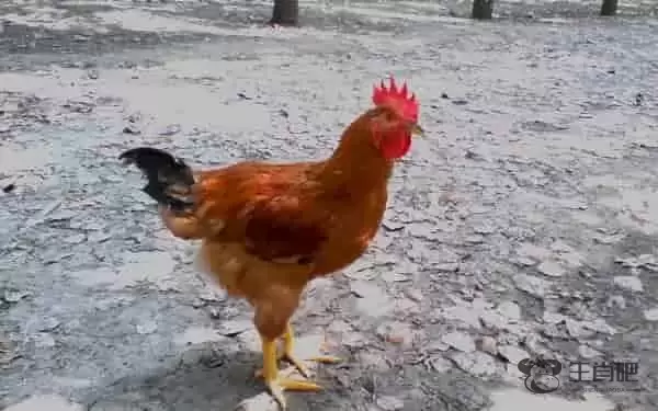 等是什么生肖 生肖虎生肖鸡生肖属狗都有可能