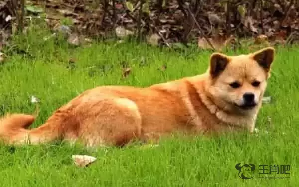 等是什么生肖 生肖虎生肖鸡生肖属狗都有可能