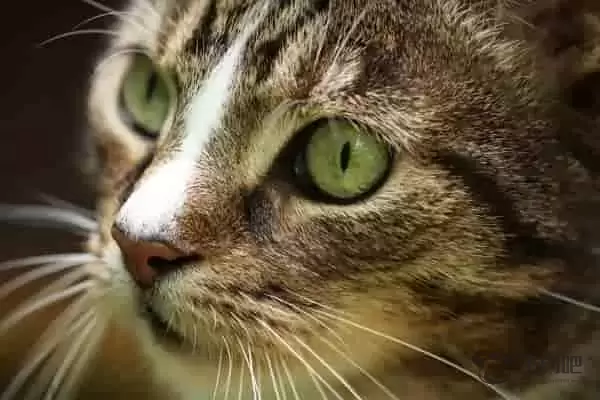 12生肖里为什么没有猫 探索生肖奥秘