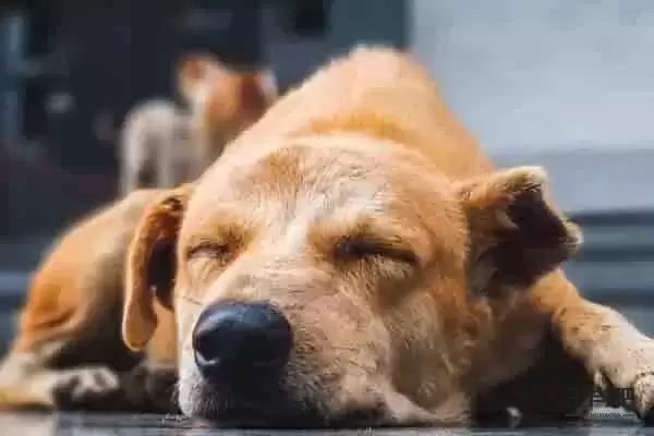 生肖属狗配什么属相 与属兔最配