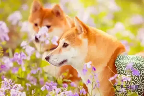 生肖属狗配什么属相 与属兔最配