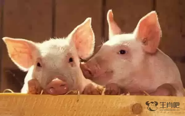 生肖羊人的幸福婚配是哪个生肖 与属马人最配