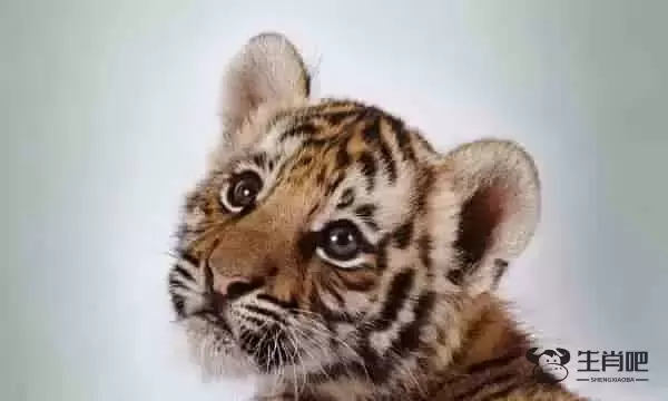 虎生肖配对姻缘 最佳配对属相