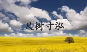 尺树寸泓