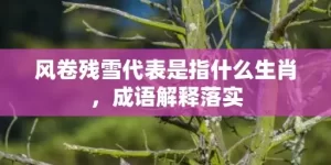 风卷残雪代表是指什么生肖，成语解释落实